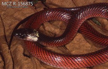 Media type: image;   Herpetology R-156875 Description: Photo of animal in life, taken in the field by Dr. Kenneth Ichiro Miyata. A slide of the photo was scanned in 2012 by Melissa Wooley.;  Aspect: lateral